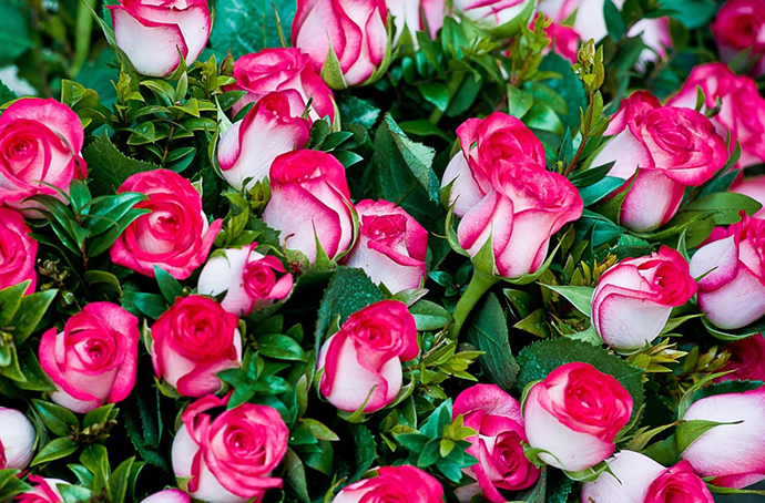 Что такое «шипровая роза» 🌹 в парфюмерии?