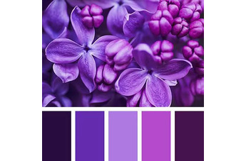 Цвет парфюмерии фиолетовый