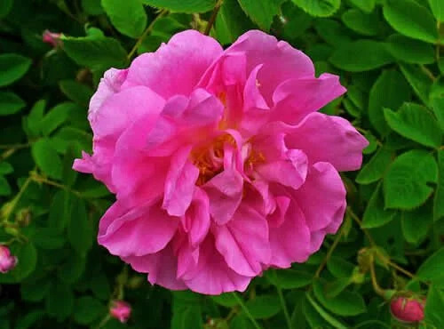 Роза в парфюмерии 🌹🌹🌹: история использования