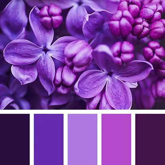 Цвет парфюмерии фиолетовый
