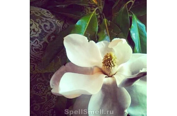 Магнолиевый дуэт Magnolia Grandiflora Sandrine и Michel