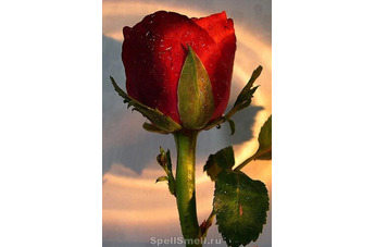 Власть египетской розы в парфюмах JoAnne Bassett Rose Smoke и Rose Kiss