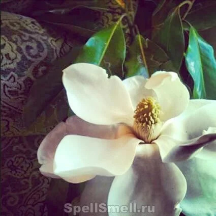 Магнолиевый дуэт Magnolia Grandiflora Sandrine и Michel