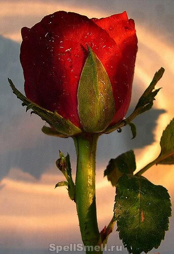 Власть египетской розы в парфюмах JoAnne Bassett Rose Smoke и Rose Kiss