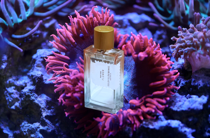 Goldfield and Banks раскрывает красоту подводного мира