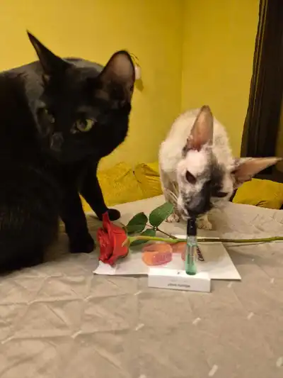 Louis Vuitton Pacific Chill - отзыв в Москве