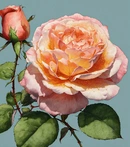 Комбинация аккордов розы - ведущая составляющая аромата Ginger Rose от Aether Arts