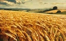 Злаковые ароматы пахнут пшеничными полями
