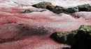 Розовый снег в некоторых районах Арктики