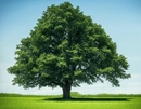 Источник вдохновения и ресурса для создания парфюма – дерево