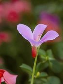 Душистый горошек быстро отцветает, но его аромат дарит впечатления надолго