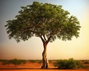 Ценное сандаловое дерево