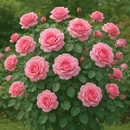 Роза одинаково хороша и в саду, и среди нот любимого парфюма Роза одинаково хороша и в саду, и среди нот любимого парфюма