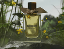Аромат Golden Haze от бренда Burberry Аромат Golden Haze от бренда Burberry