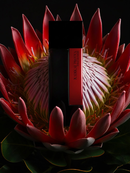 Унисекс-парфюм Laurent Mazzone (LM Parfums) Radikal Protea Унисекс-парфюм Laurent Mazzone (LM Parfums) Radikal Protea