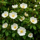Белый мускусный шиповник - на латыни Rosa moschata