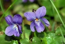 Фиалка душистая (лат. — Viola odorata)