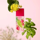 Аромат Green Tea Strawberry Basil от бренда Elizabeth Arden Аромат Green Tea Strawberry Basil от бренда Elizabeth Arden