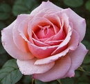 Роза способна пробудить нежные чувства у любого