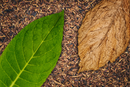 Листья табака – источник сырья для парфюмерии