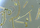 Морской фитопланктон под микроскопом