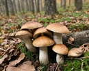 Аромат грибов, опавшей листвы и хвои характерен для поздней осени