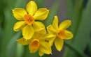 Нарцисс вида Narcissus jonquilla L