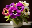 Примула – яркий цветок со сладким запахом