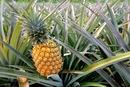 Родиной ананаса считается центральная Бразилия