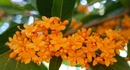 Osmanthus fragrans с золотисто-оранжевыми цветками