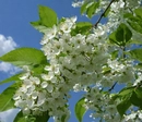 Сладкий, пудровый, с оттенками цветочной пыльцы запах черемухи трудно перепутать с другим ароматом