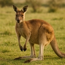 По засушливой поверхности Австралии прыгают кенгуру