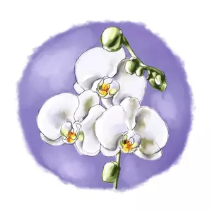 Женские духи с ароматом орхидеи