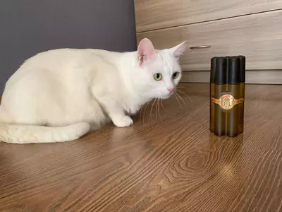 Remy Latour Cigar - отзыв в Видном