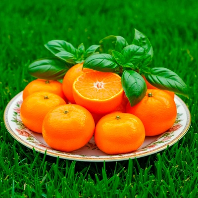 Как пахнет Guerlain Aqua Allegoria Mandarine Basilic