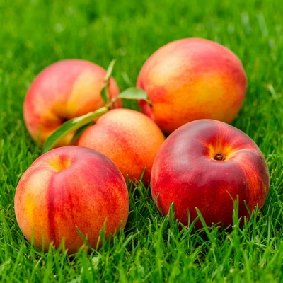 Как пахнет Jo Malone Nectarine Blossom and Honey