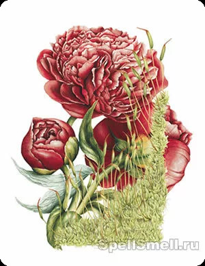 Джо малон Пион и мох для женщин - фото 2