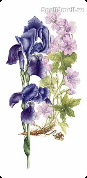 Джо малон Ирис и леди мур для женщин - фото 1