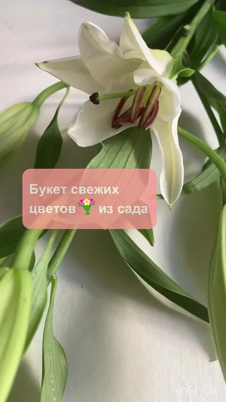 Купить красные духи Armand Basi In Red Eau De Parfum — женская ...